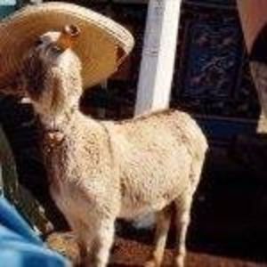 Meet your Posher, Peter